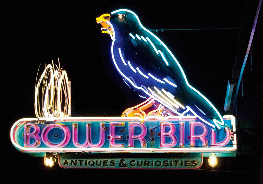 Bower Bird